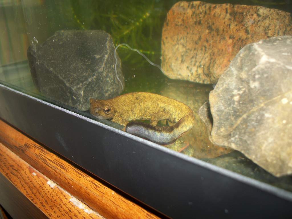P.chinensis male