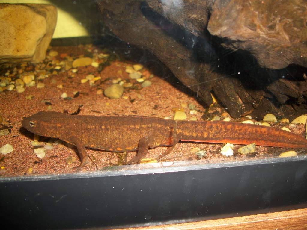 P.hongkongensis female2