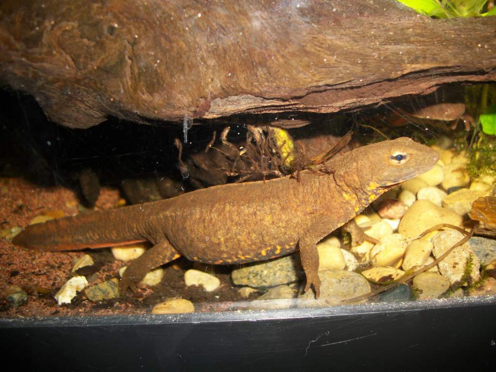 P.honkongensis female1