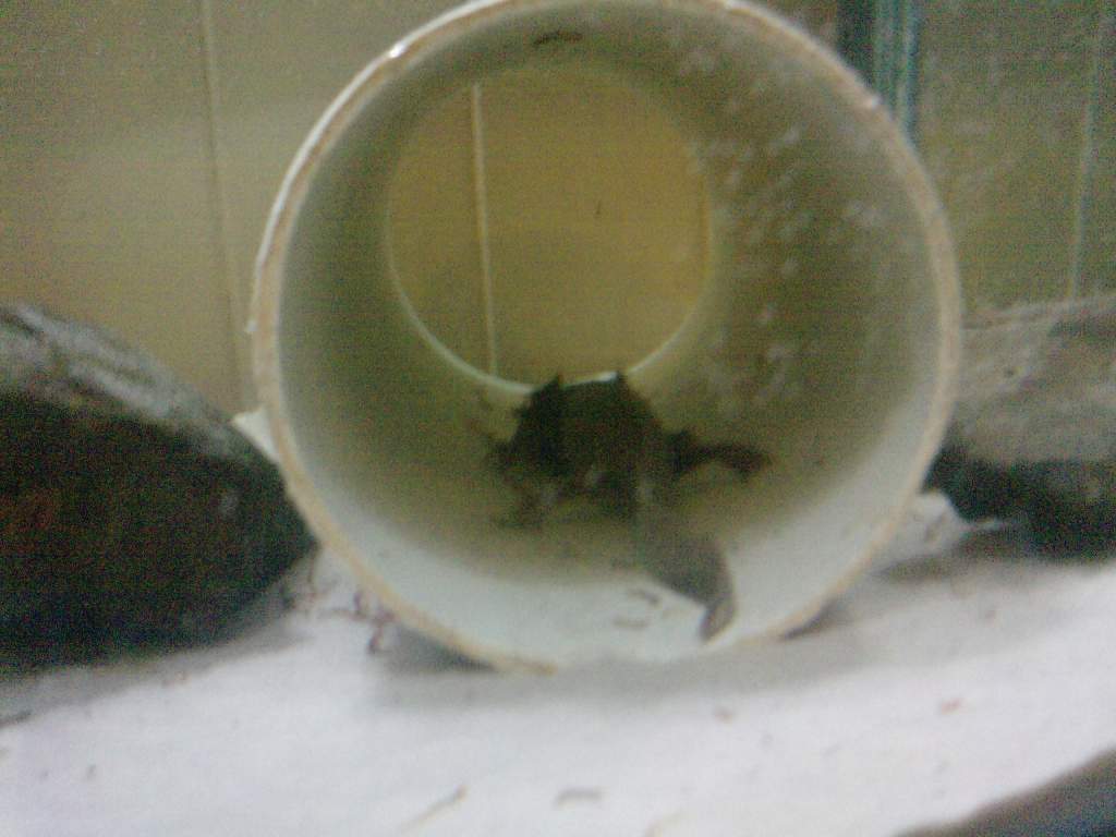 P2038[01] 19 03 10 airadonna or sphinx checking out the new areas of the tank