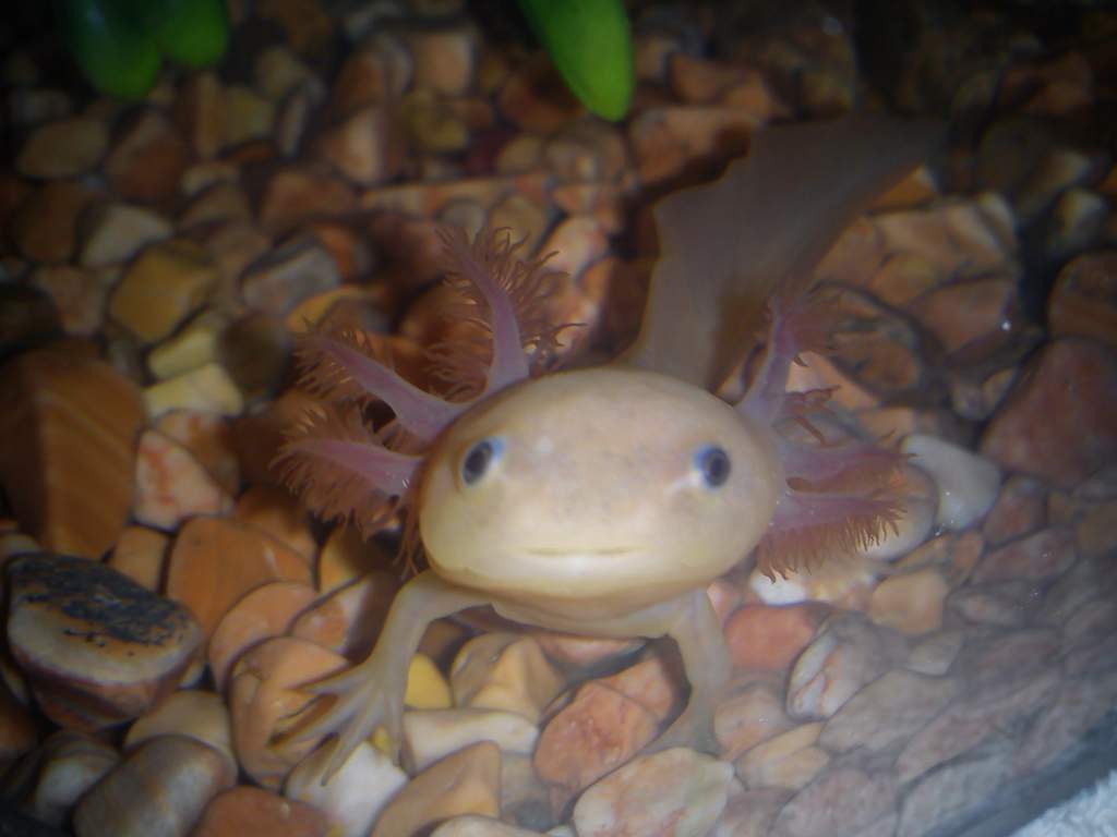 Pablo - who I got shortly after Amigo died but again the shop treated him bad and he was i'll, He died within 3 days of my having him :(