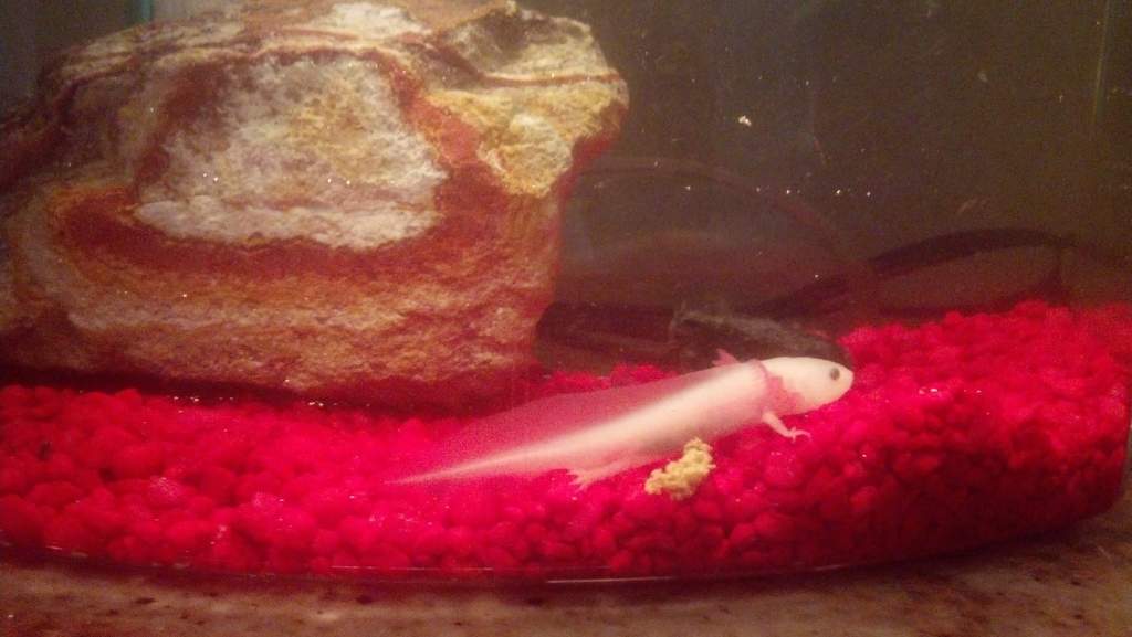 Pac-O when hims was a baby!