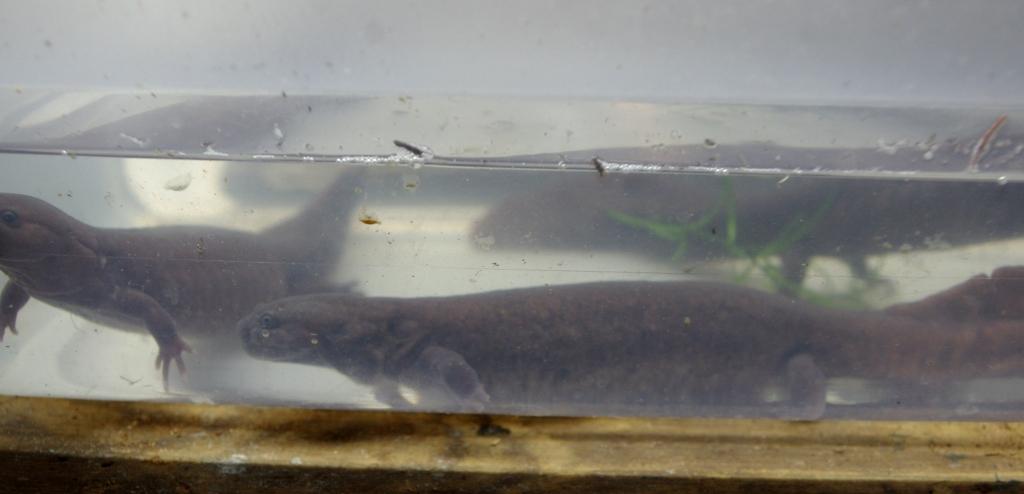 Pachyhynobius shangchengensis