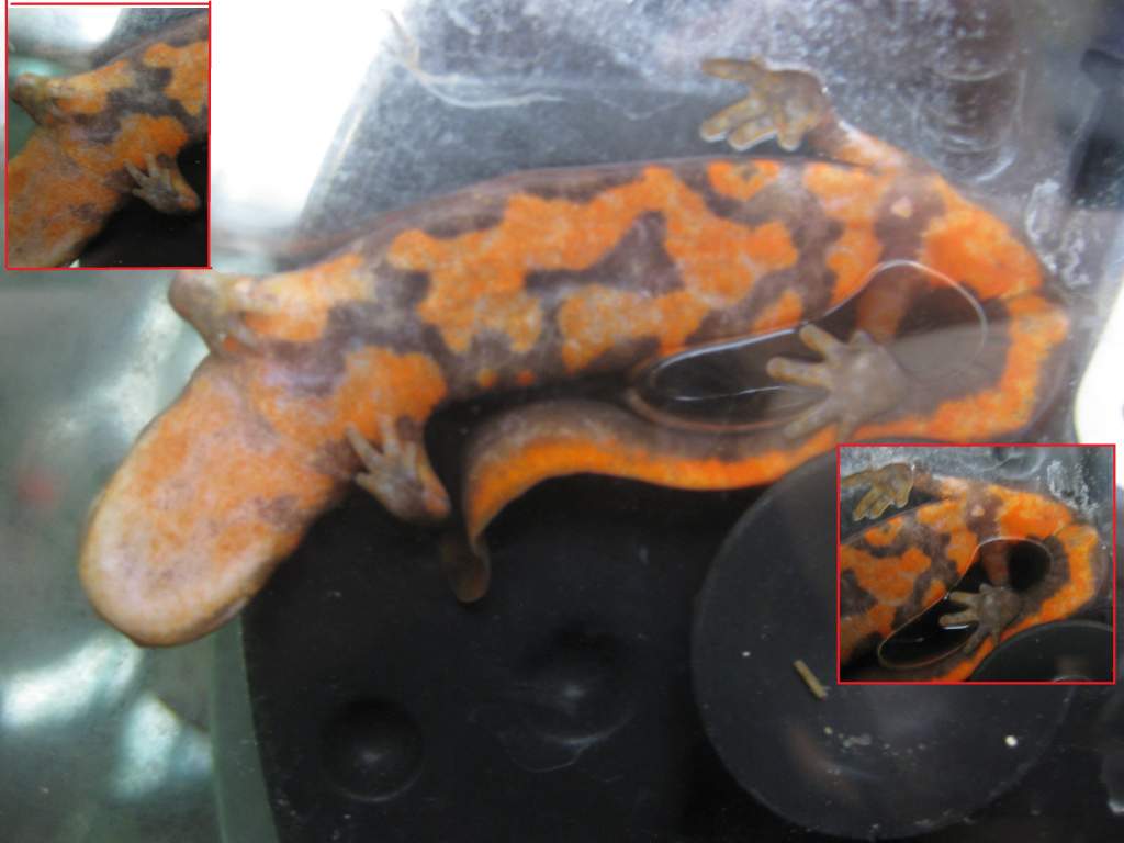 Pachytriton