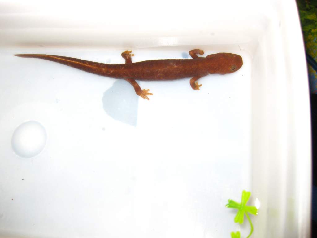 Pachytriton1