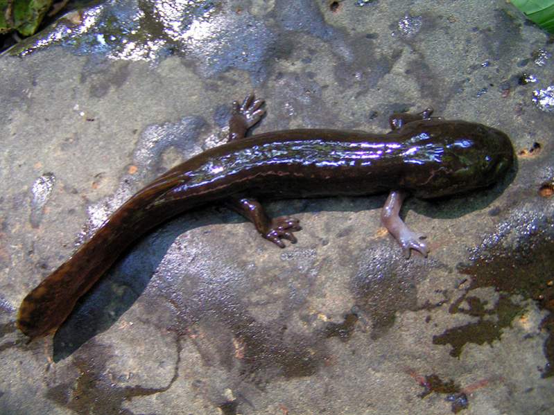Pacific Giant Salamander larva (Dicamptodon tenebrosus) with white leg