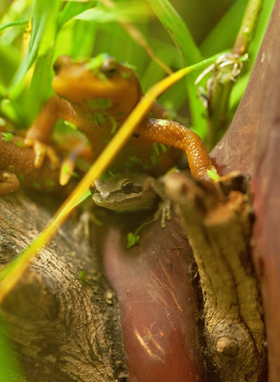 Pacific tree Frog room mate