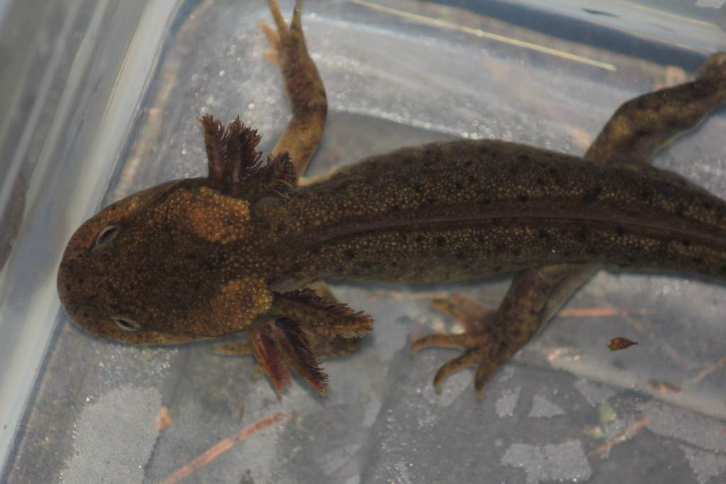 Paedomorphic Northwestern Salamander (Ambystoma gracile) Tacoma Nature Center