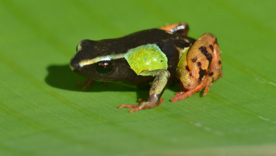 Painted Mantella Frog Madagascar 2011