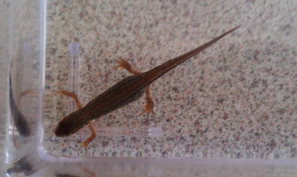 Palmate Female top view