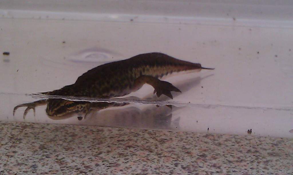 Palmate Male side view 2