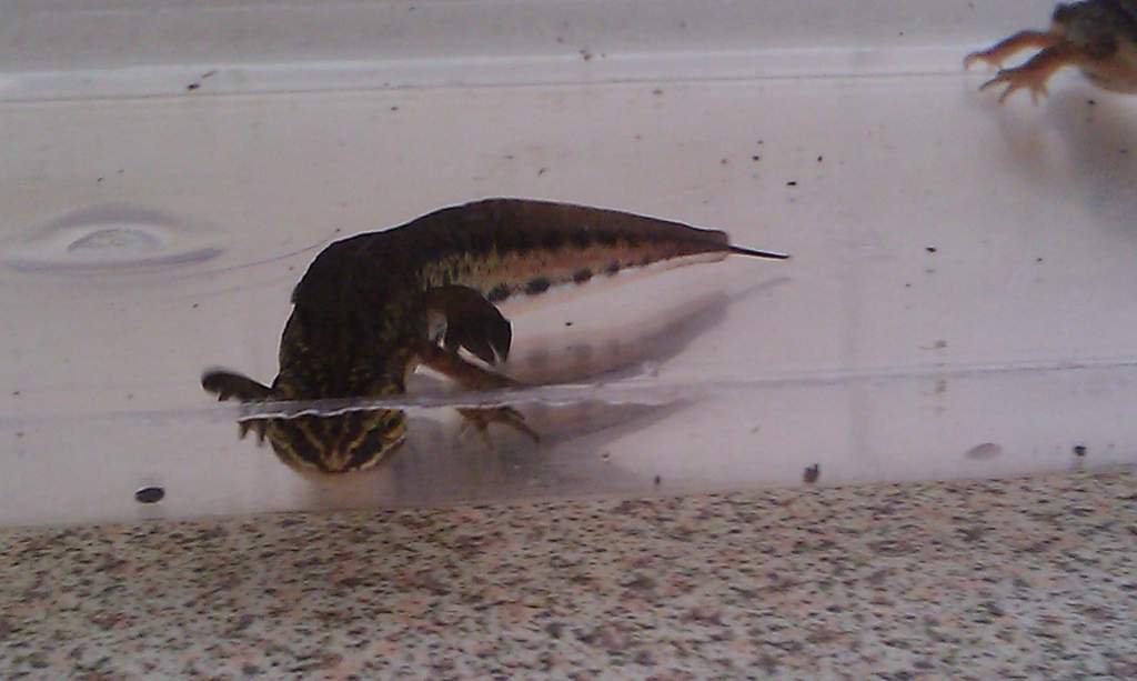 Palmate Male side view
