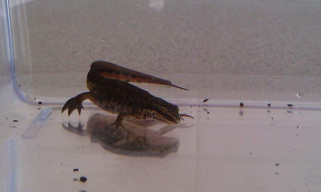 Palmate Male