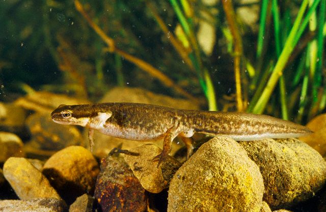 Palmate Newt (female)