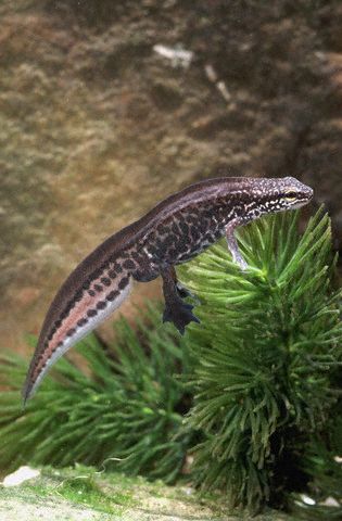 Palmate Newt