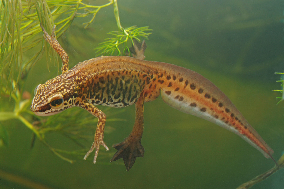 Palmate Newt