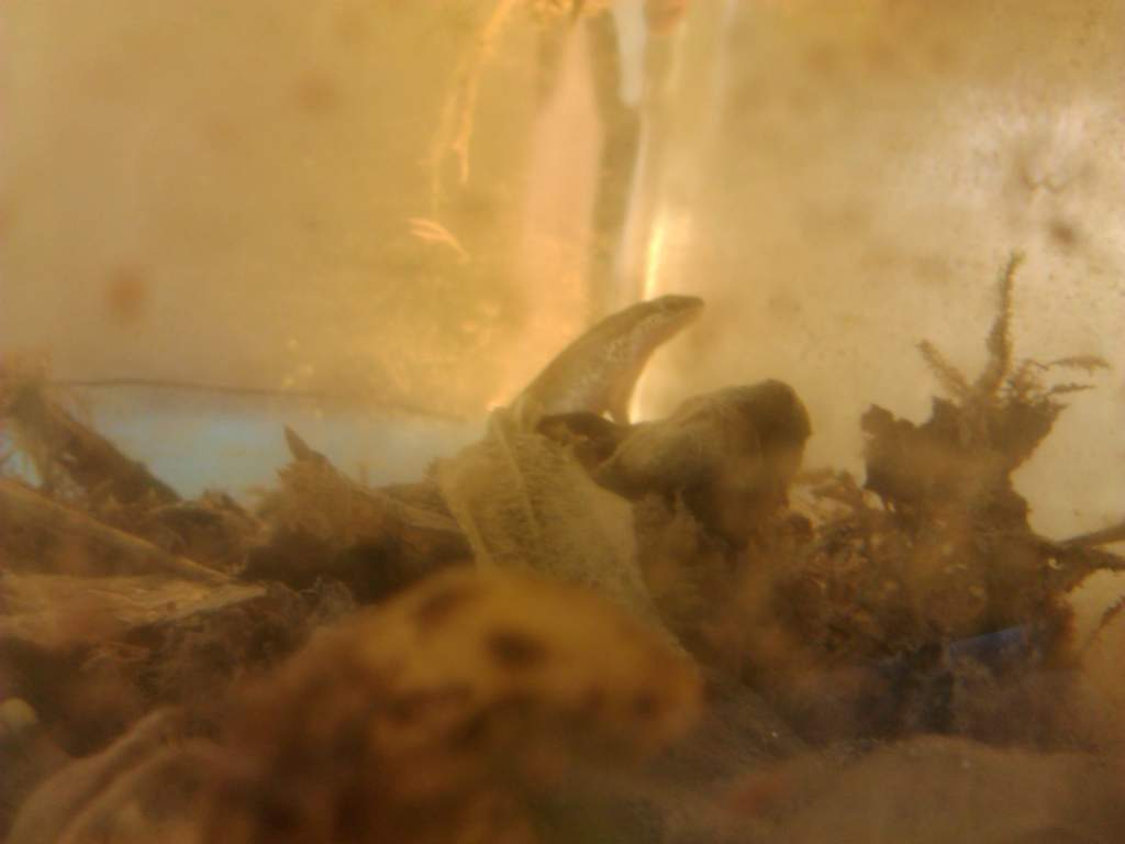 palmate newt