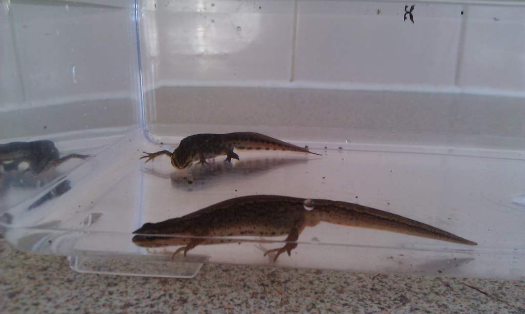 Palmates Female & Male