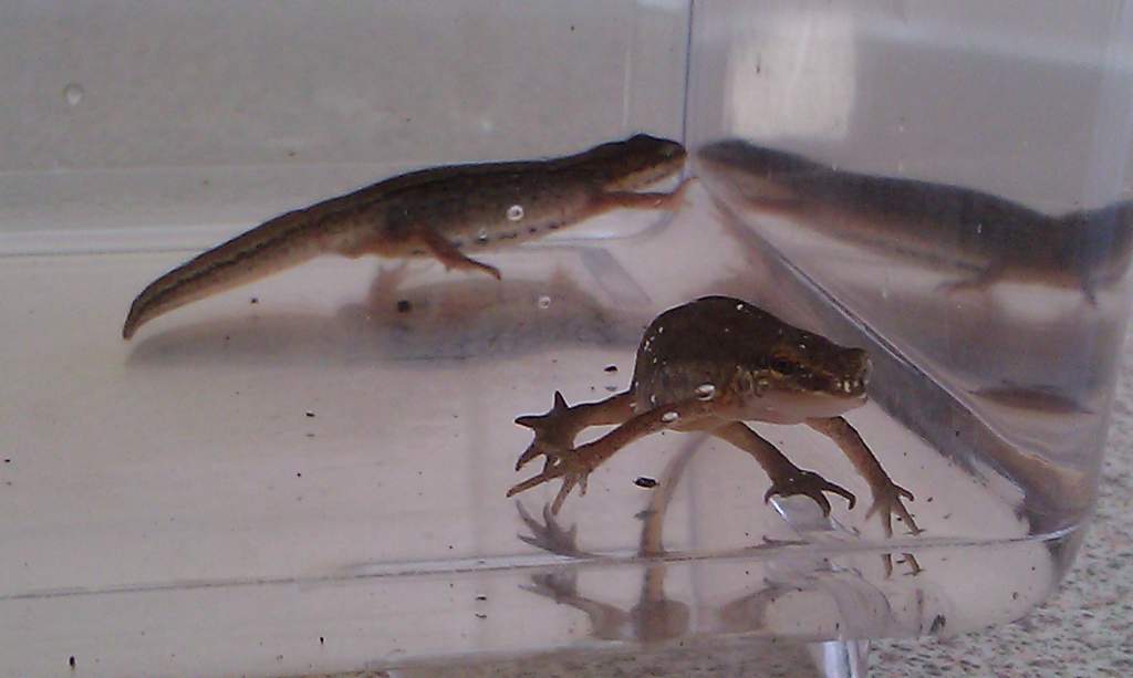 Palmates Male and Female