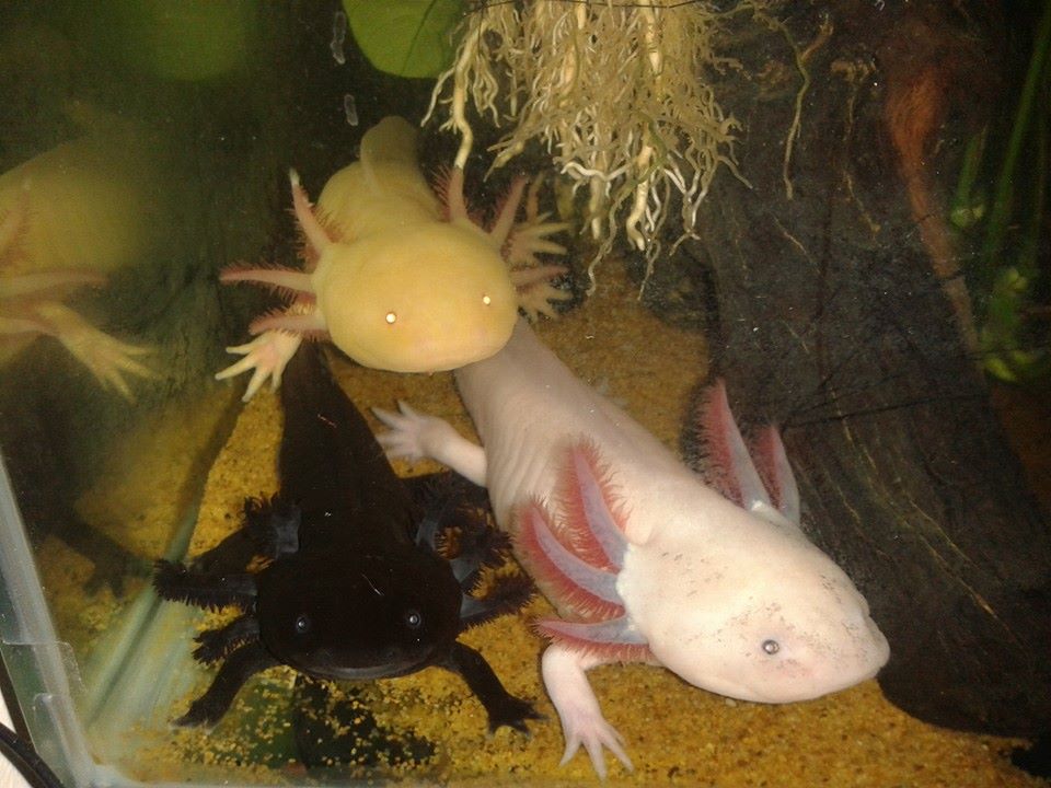 Pan, Smaug and Falcor