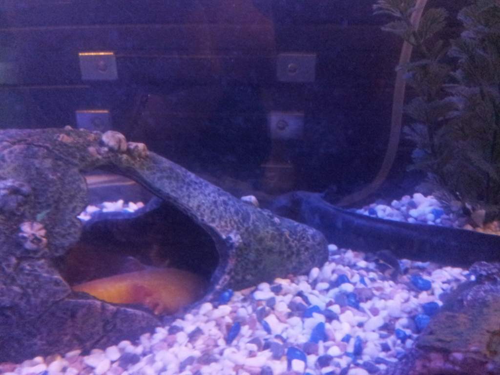 Pancake and Syrup playing Hide and Seek?