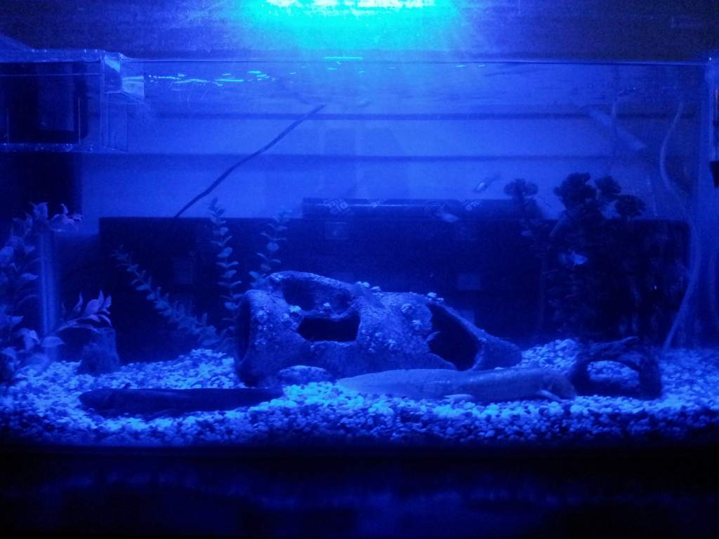 Pancake and Syrups Home (LED)