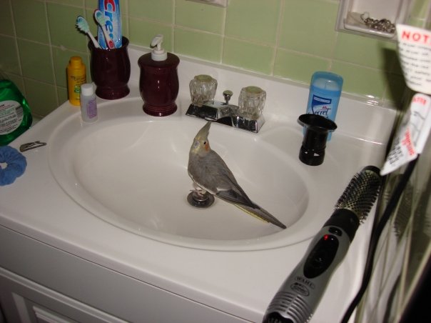 Pandora in the sink