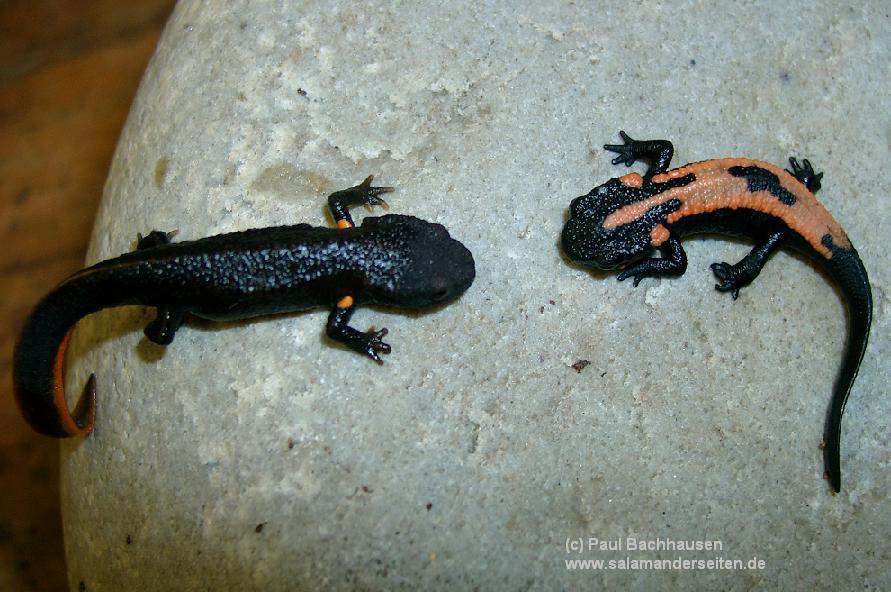 Paramesotriton deloustali and laoensis, juvenile