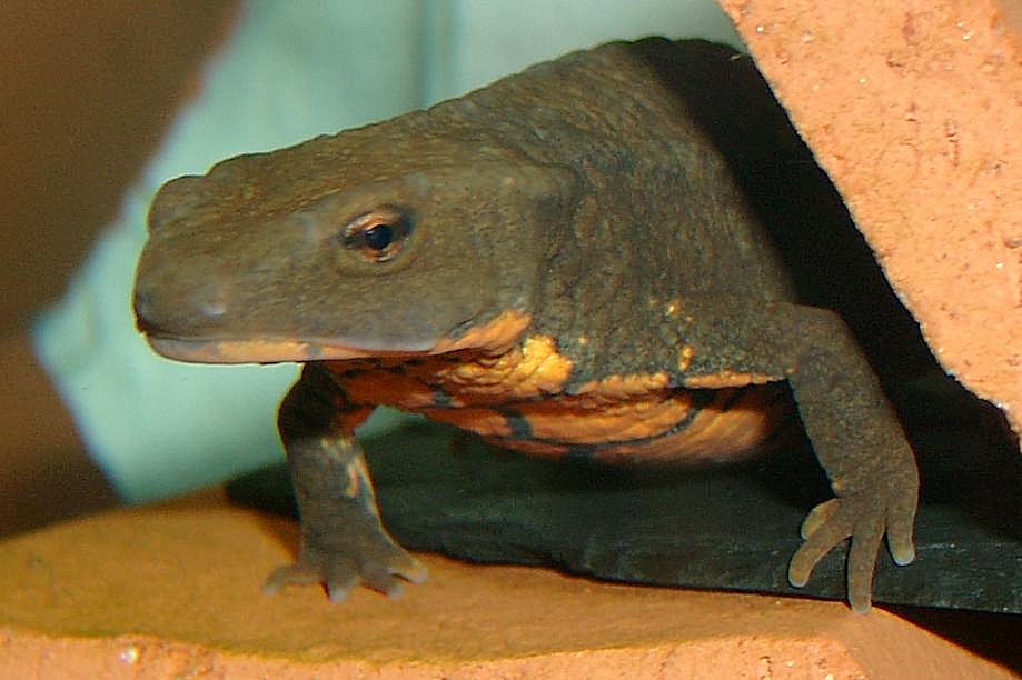 Paramesotriton deloustali, female