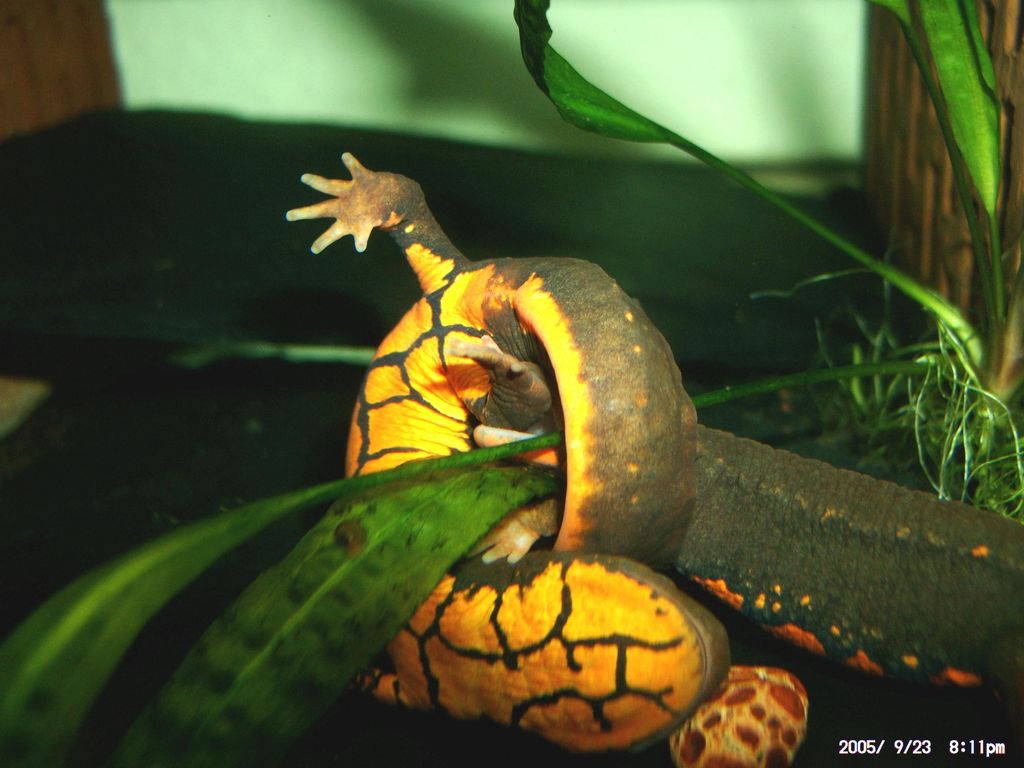 Paramesotriton deloustali, pair, aggresion