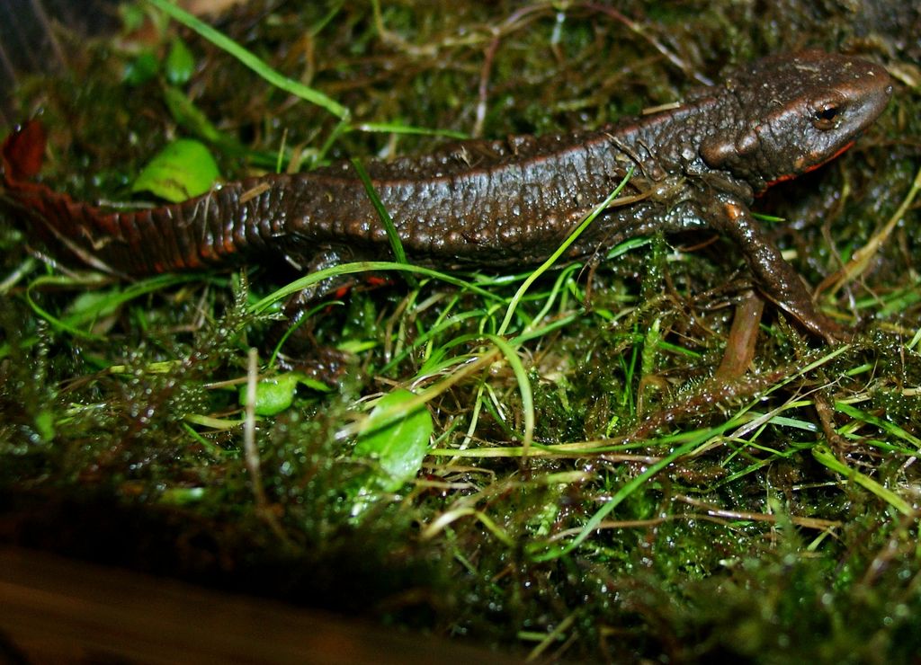 Paramesotriton guangxiensis, female