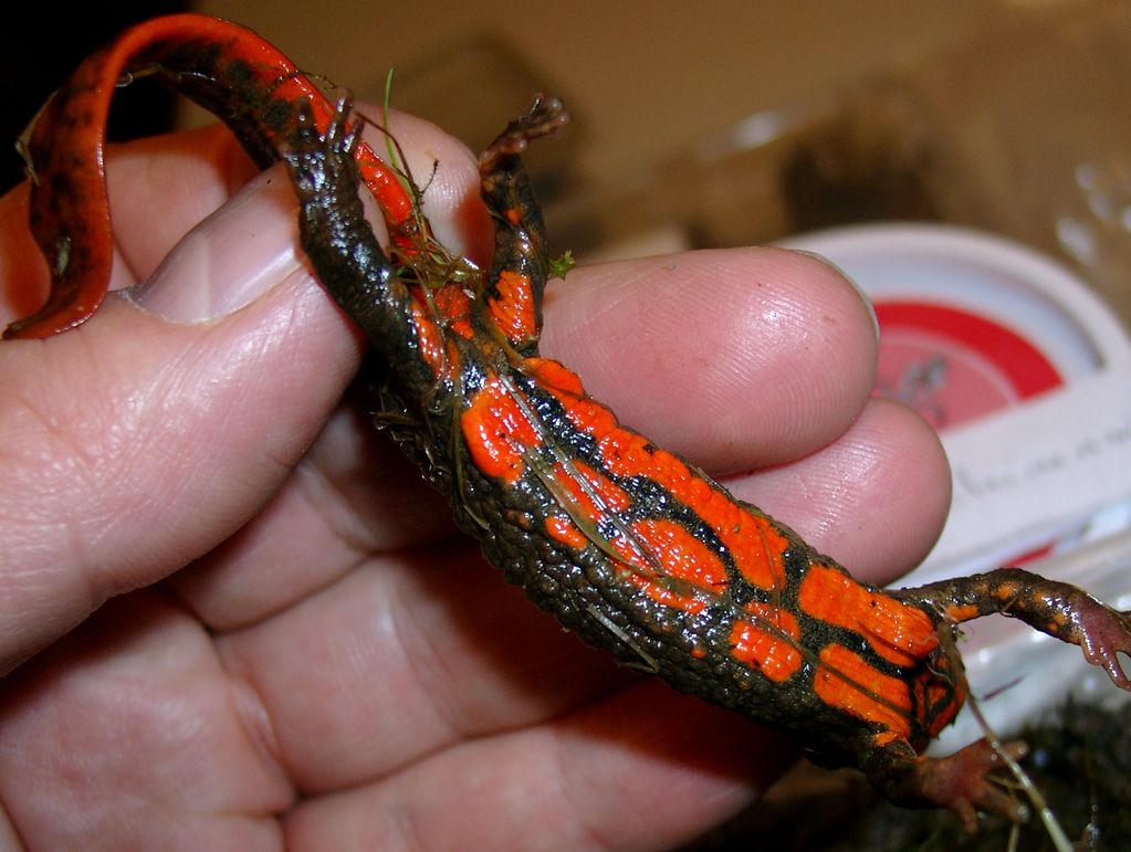 Paramesotriton guangxiensis, female