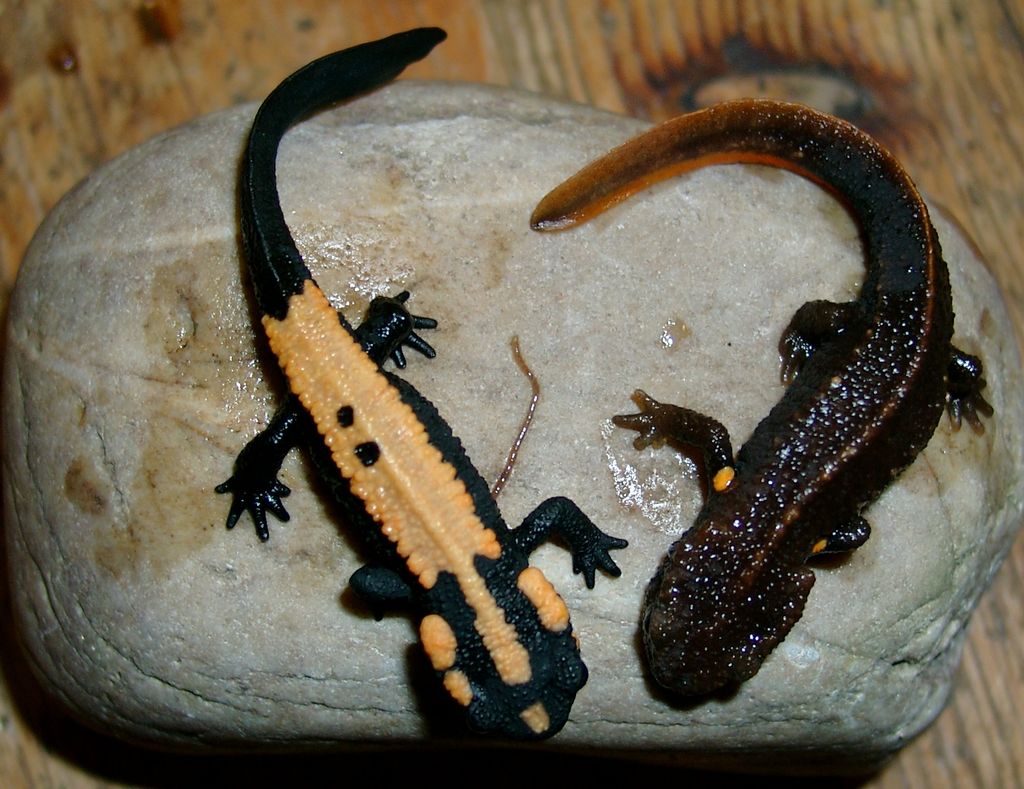 Paramesotriton laoensis and deloustali, juvenile