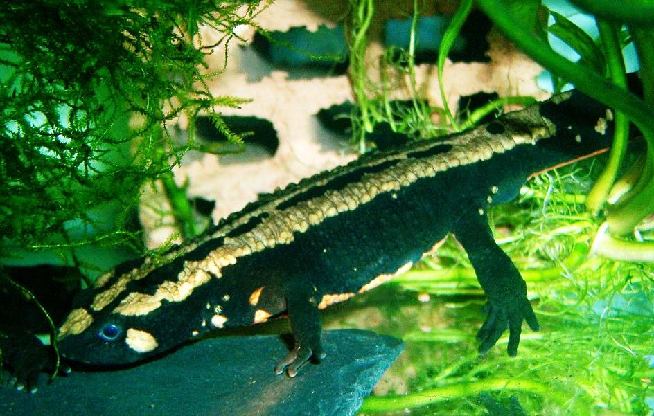 Paramesotriton laoensis, female