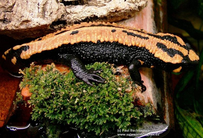 Paramesotriton laoensis, female