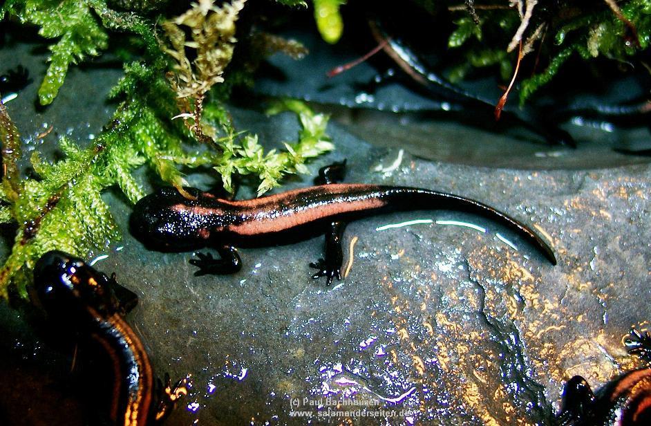 Paramesotriton laoensis, juvenile