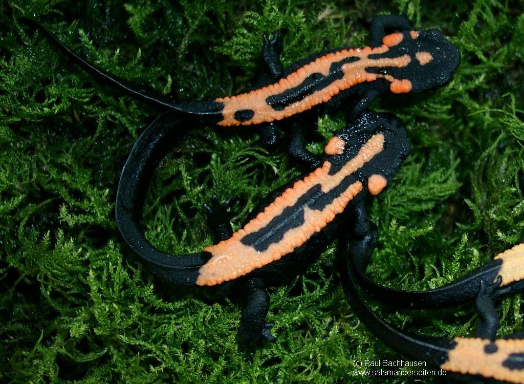 Paramesotriton laoensis, juvenile