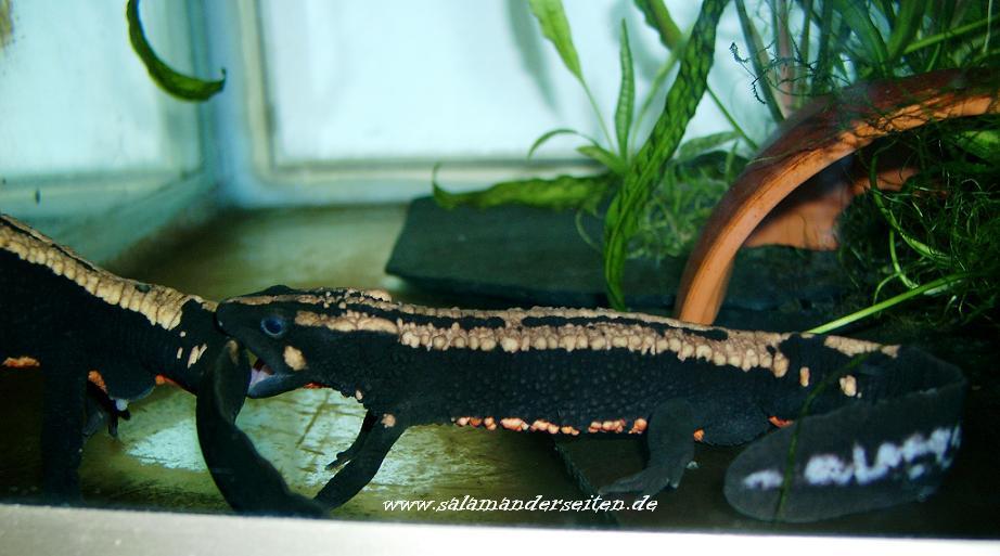 Paramesotriton laoensis, pair