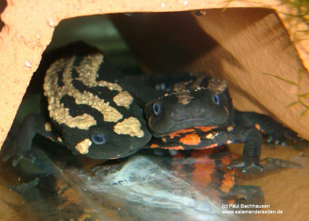 Paramesotriton laoensis, pair
