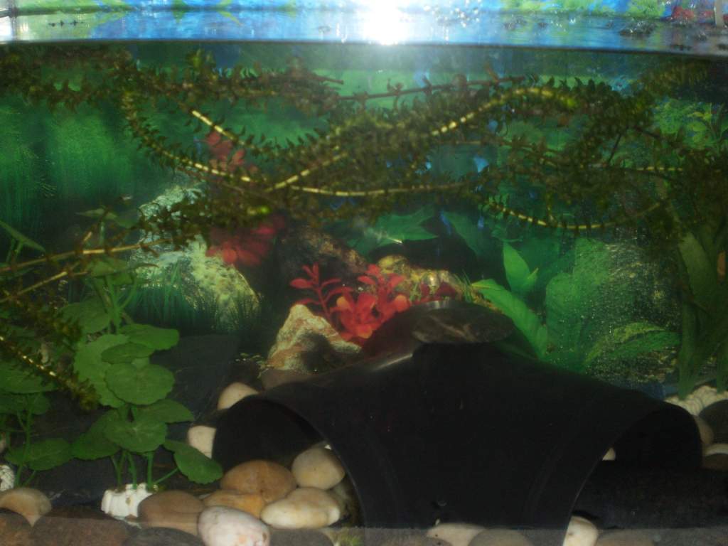 part of my set up, not the best photo thats the middle with a big 3 way tunnel pvc pipe thing