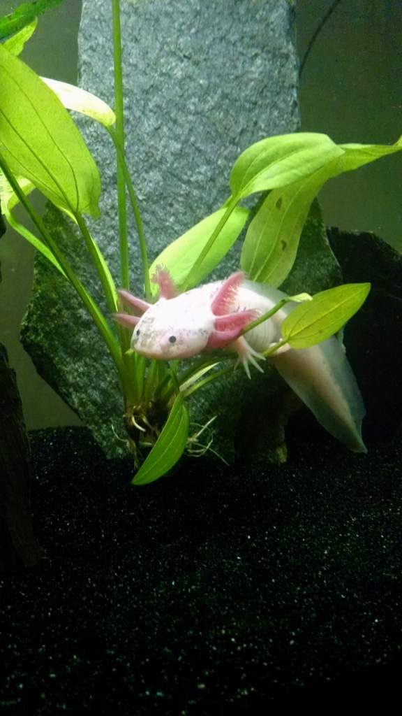 Pascal