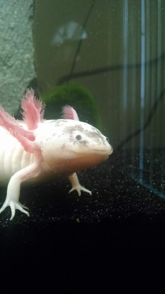 Pascal