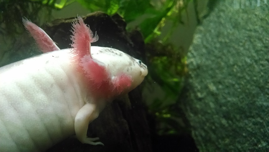 pascal4
