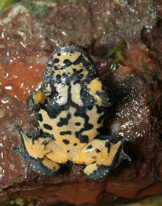 Pattern on ventral side bombina maxima