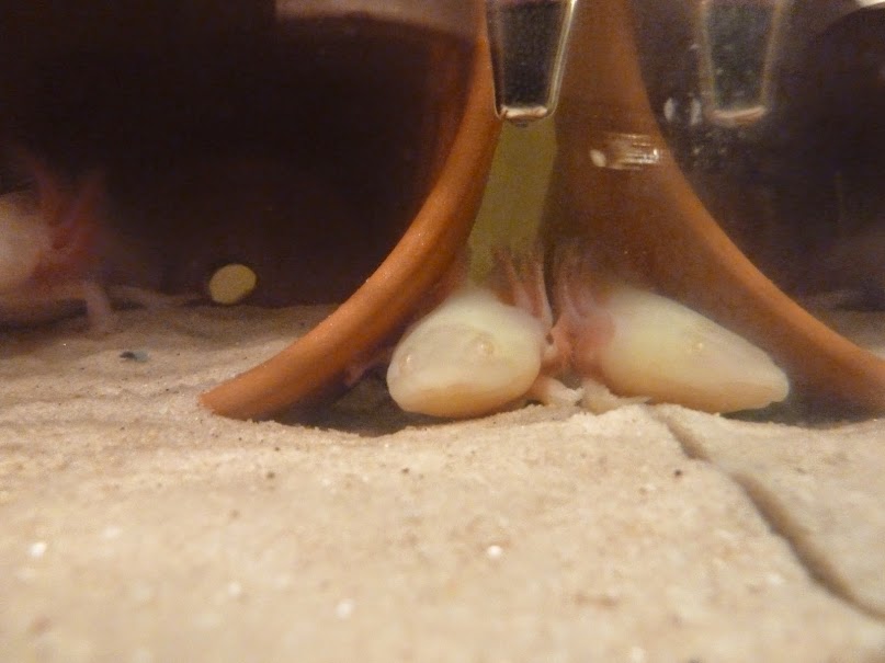 Peak a Boo..Albi's favorite spot between pot and glass.