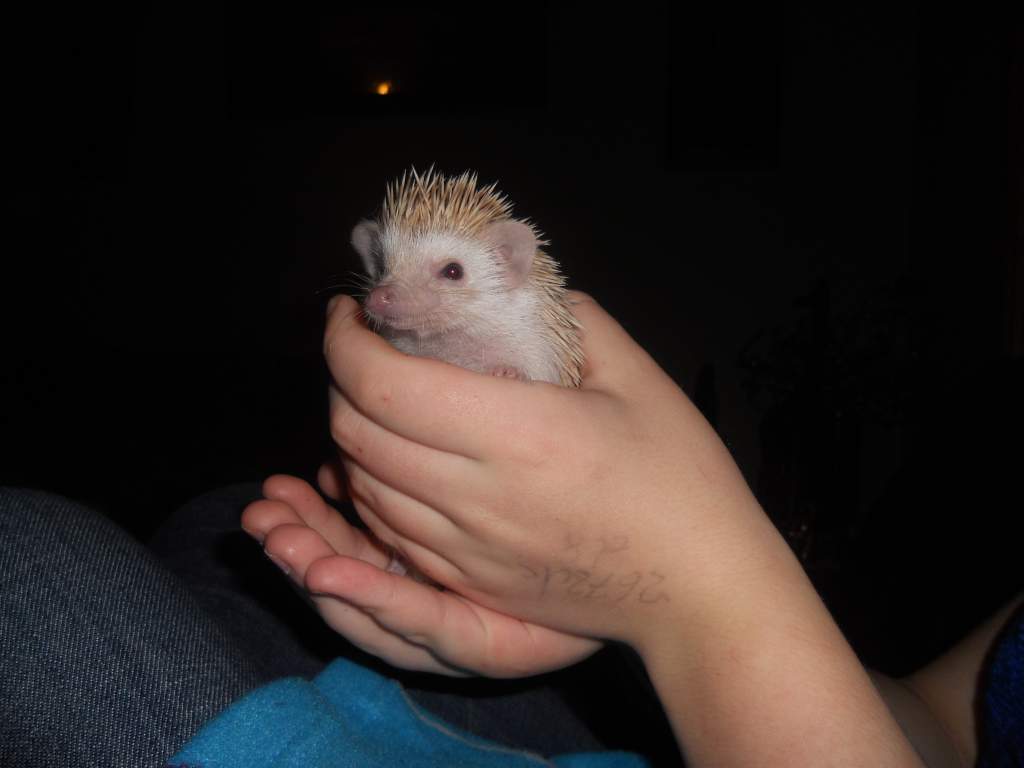 Peanut