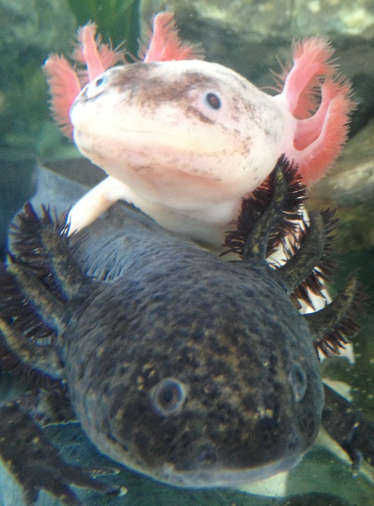 Pedro (bottom) And Gonzales (top)