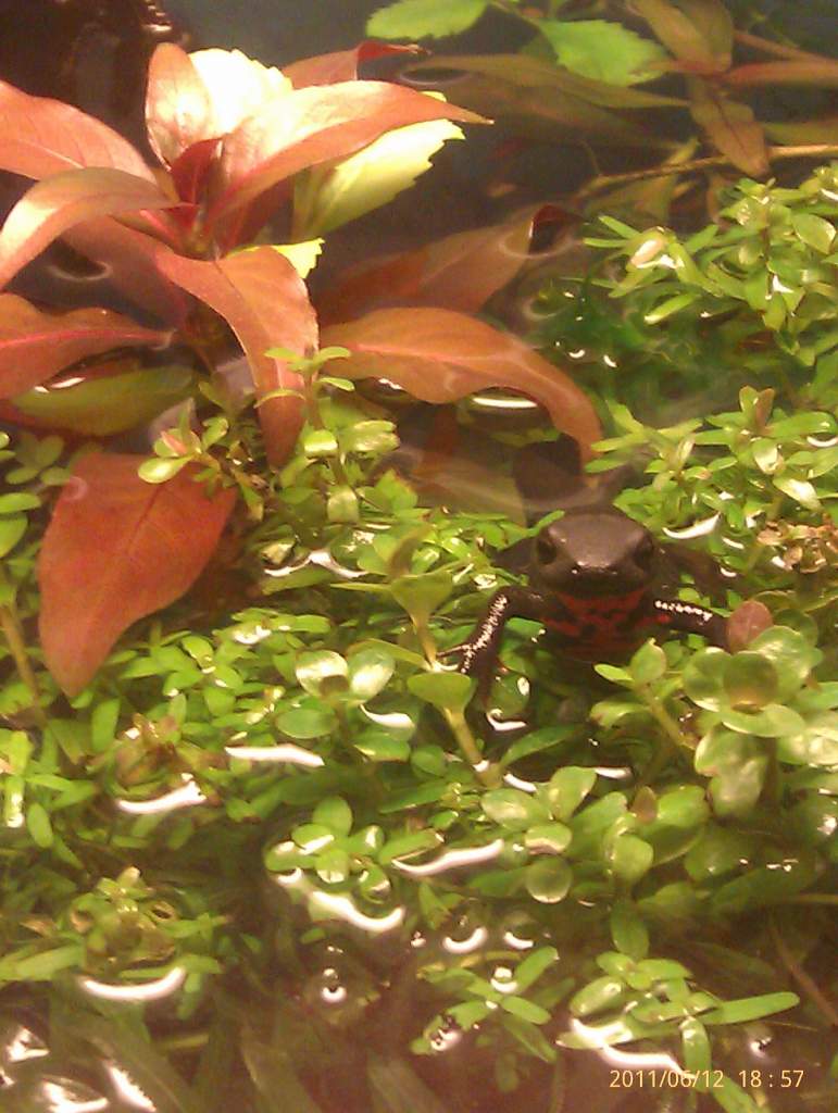 peek-a-boo
