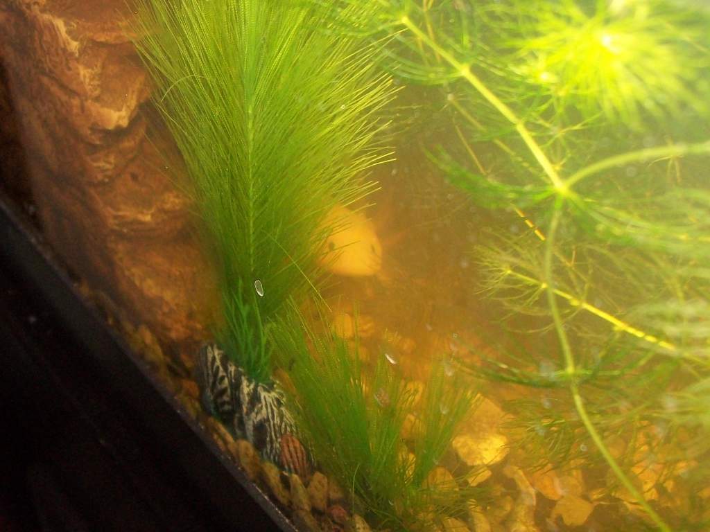 Peek a boo!