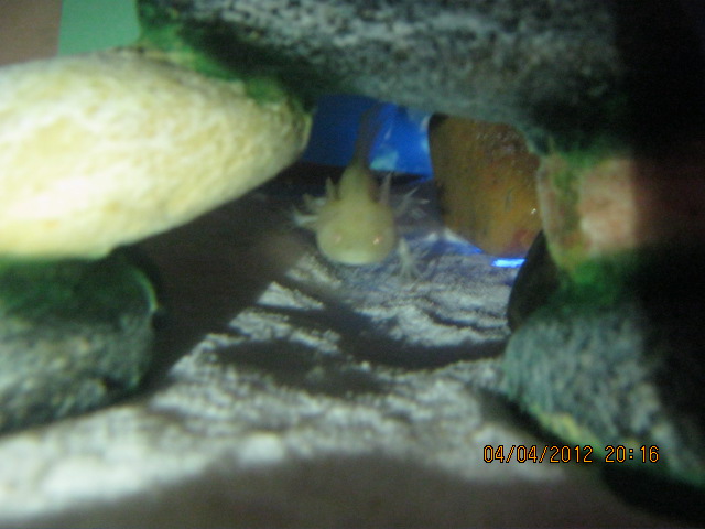 peekaboo!!